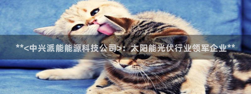 sunbet源码
