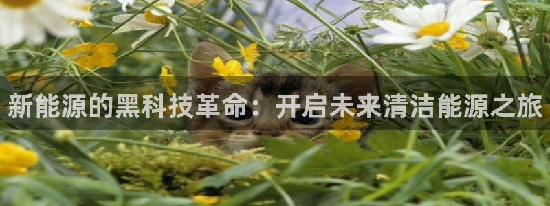 sunbet英语翻译