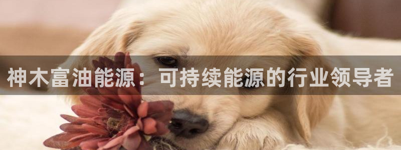 sunbet最新消息