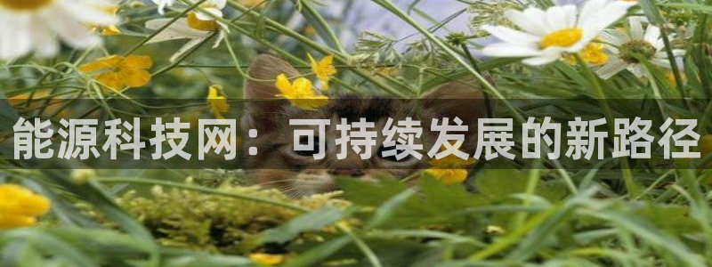sunbet官网代理下载